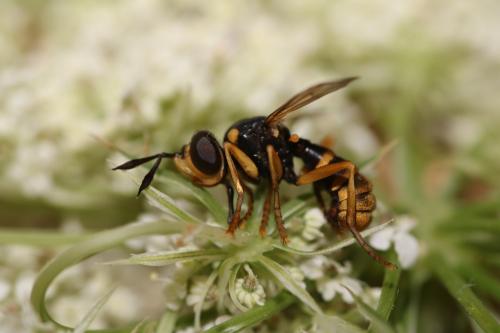 Leopoldius sp.